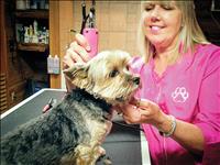 Elmo woman opens dog grooming business