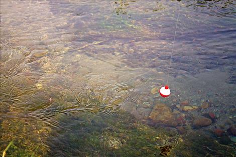A trout lazily hovers in Spring Creek. Eager kids stayed long after the fishing derby ended to try to catch the remainder of the fish from the event.
