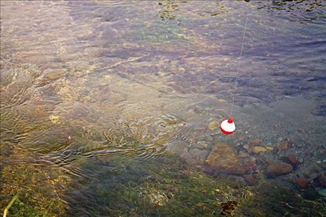 A trout lazily hovers in Spring Creek. Eager kids stayed long after the fishing derby ended to try to catch the remainder of the  fish from the event. 