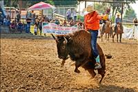 Pioneer Days brings rodeo to Ronan  fairgrounds