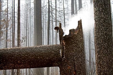 Smoke billows out of a smoldering tree trunk. Information officer Jacob Welsh said in situations like this the tree will likely smolder for days.