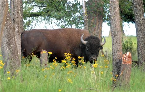 Places where the buffalo roam, including the National Bison Range in Moiese, may see substantial losses of federal funding now that the Budget Control Act has been signed into law.