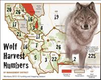 Wolf hunt ends with highest harvest yet