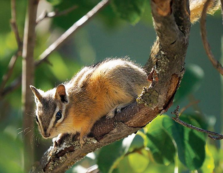 A chipmunk pauses for a photo opp on the limb of a serviceberry tree.