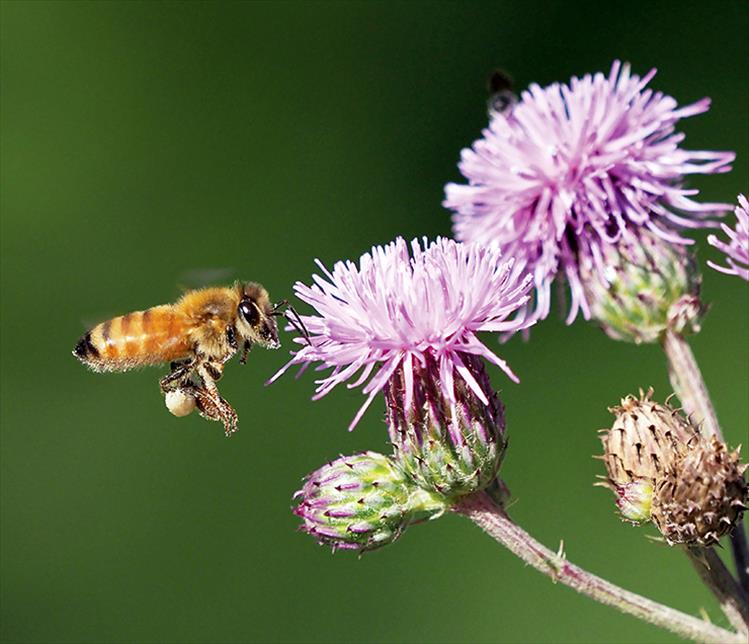 An indispensable honey bee makes a stop at a much maligned knapweek.