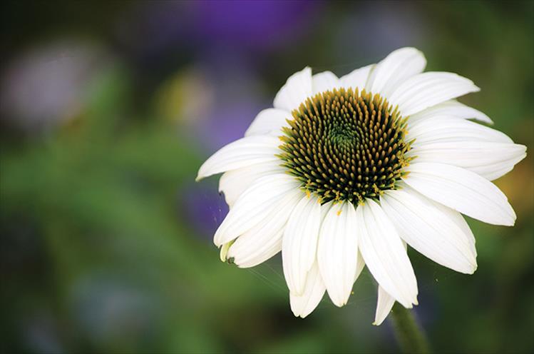 Echinacea