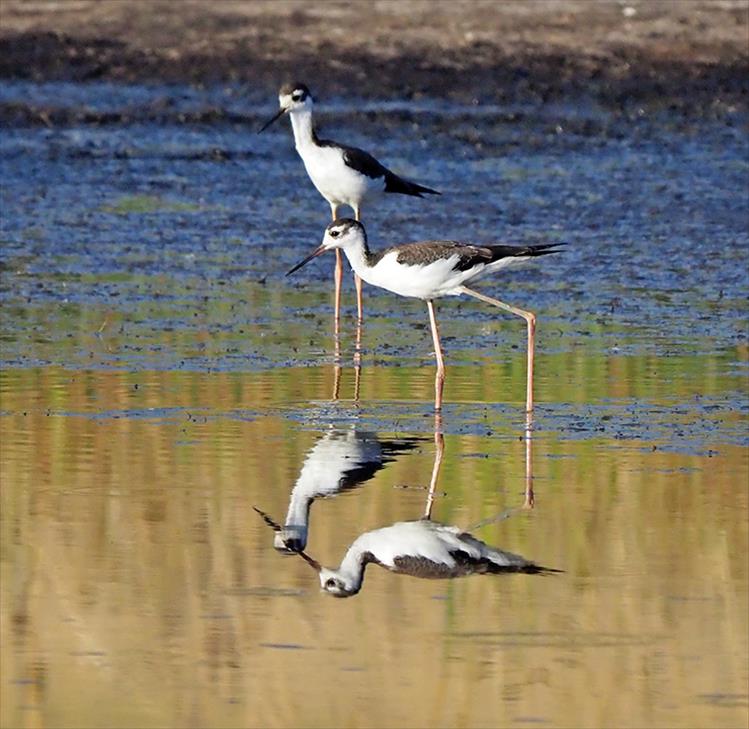 Still water makes for near perfect reflections of black necked stilts.