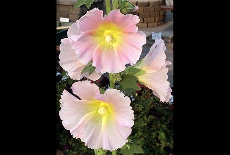 Hollyhocks