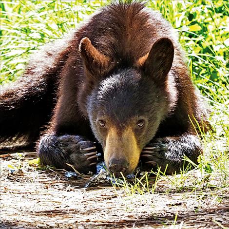 A bear smells out food on tinfoil. The Confederated Salish and Kootenai Tribes ask people to secure things like apples, trash, and chickens to prevent problems with bears. 