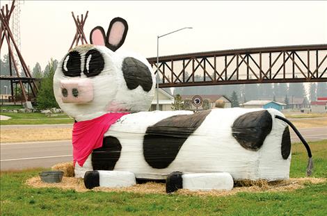 A cow rests in front of Quicksilver Express in Pablo.