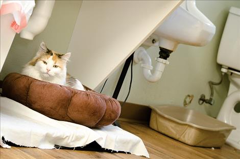 A cat prefers sleeping in the solitude of the bathroom as opposed to the cat room. 