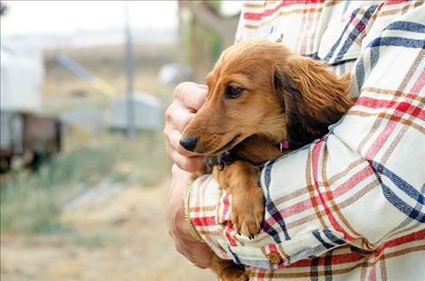 One of the shelter dogs likes being held. 