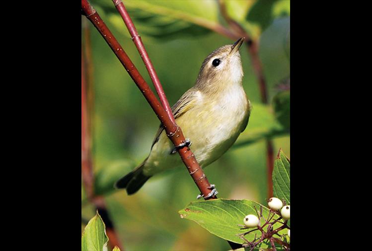 The warbling vireo (Vireo gilvus), a small Northern American songbird with gray-olive upper parts and white under parts washed with faint yellow, is highly noted for its persistent singing of a cheery warbled song.