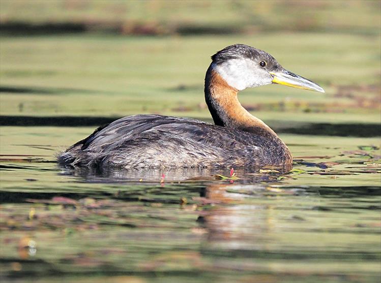 The Red-necked Grebe lives in Alaska and Canada and winters on both the east and west coasts of America. Interestingly, the Red-necked Grebe not only eats large quantities of its own feathers, it also feeds its feathers to its young. Although unclear why the birds do this, it is hypothesized that they may do this to protect their stomachs from bones and other hard objects it ingests.