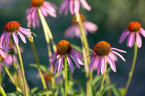 Echinacea purpurea