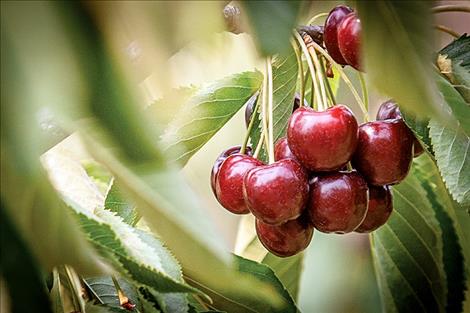Large cherry producers are beginning to experiment with various automated or mechanized processes for picking cherries, and stem-free cherries are also on the horizon.