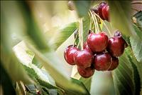 All about cherries: statewide symposium held in Polson
