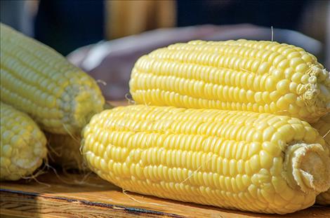 he Mission Valley FFA group in Ronan sold hundreds of ears of corn during the event. 