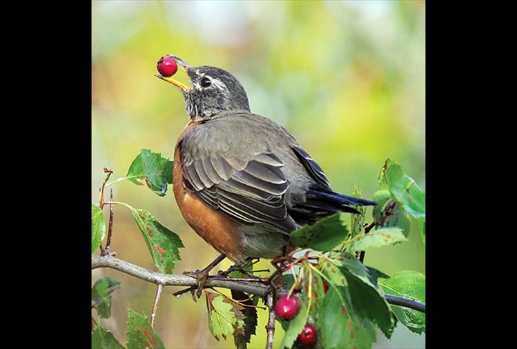 American Robin eating a Hawthorn berry