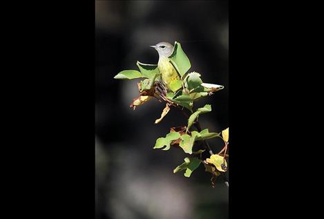 Orange crowned warbler