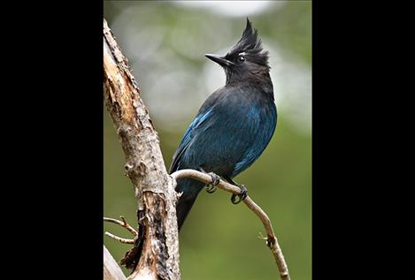 Stellar Jay