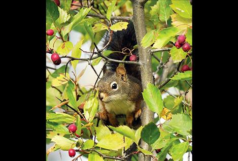 squirrel in Hawthorn berries