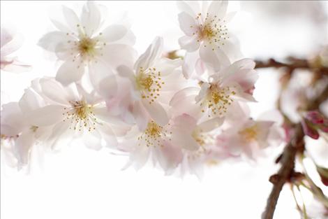 Soon  cherry  blossoms with their  delicate scent will dot the cherry trees on the shores of Flathead Lake. They may even be in bloom during the Cherry Blossom Festival.