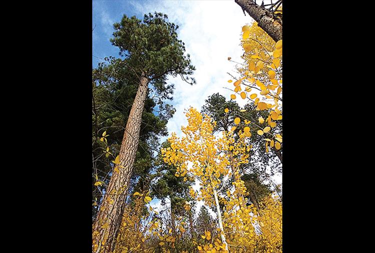 Multicolored fall leaves seem to point skyward from this unique perspective.