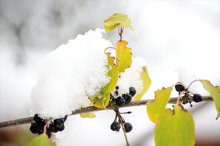 Frozen berries