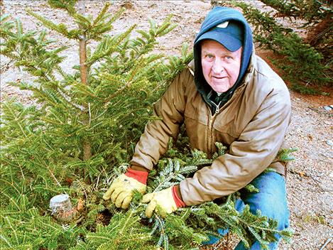 Marvin Kaschke shows a Fraser Fir with the “stump culture” method that he has used