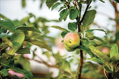 Four free workshops will cover business, starting an orchard, pruning, and pest management topics for producing apple crops in Montana.