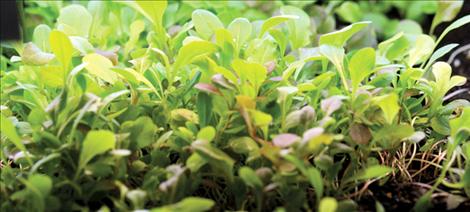 Green, leafy plants grow tall as an example of students’ hard work at K. William Harvey Elementary School.