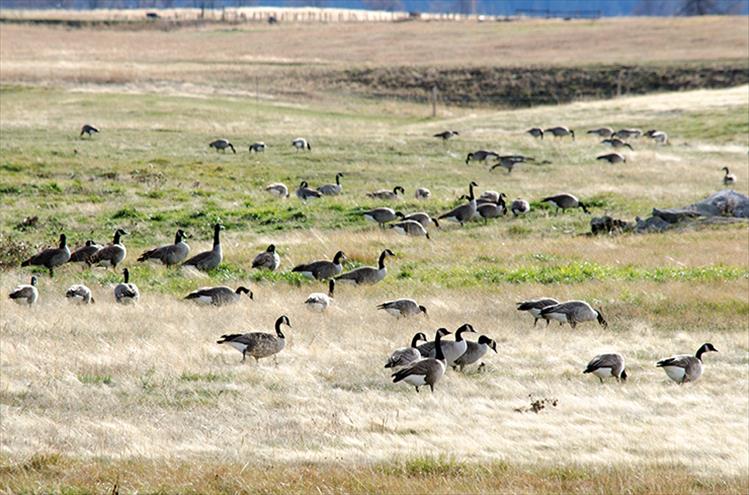 Gathering geese