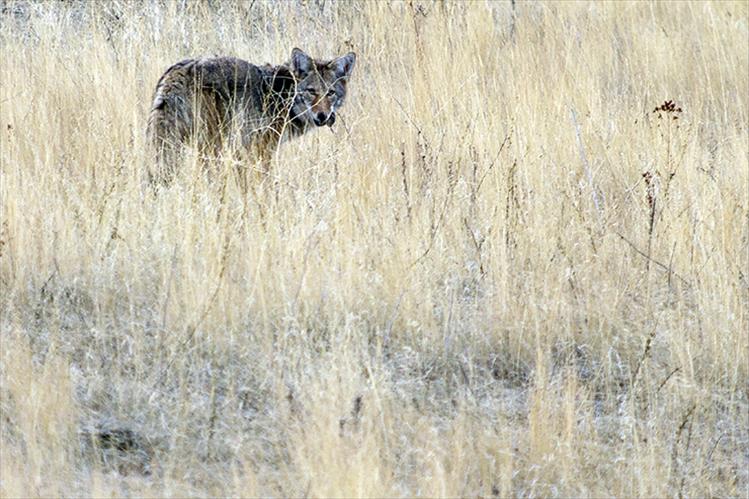 Mr. Coyote's good fortune ruins Mr. Rodent's whole day.