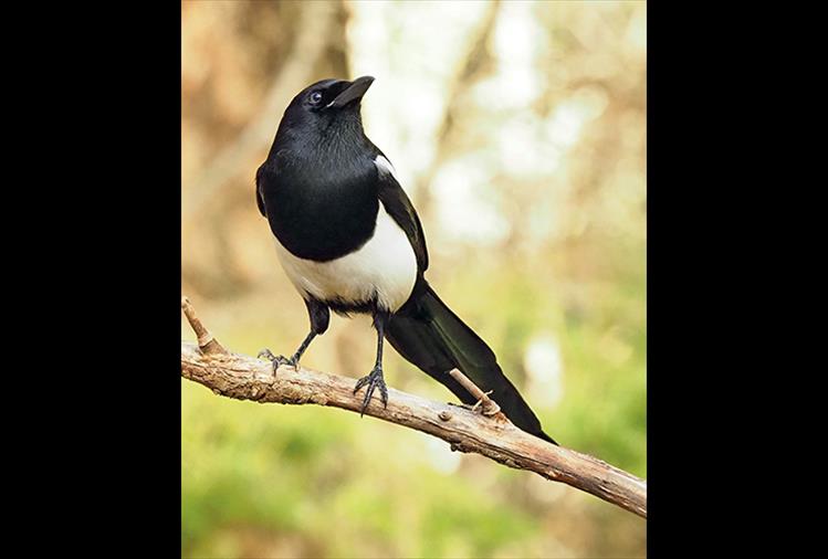According to the Cornell Lab of Ornithology website, Lewis and Clark reported Magpies entering their tents and stealing their food.