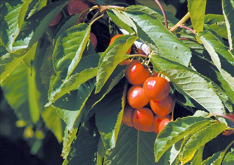 Cherry growers successfully eliminated the “cherry checkoff” program in which a half-cent per pound of sales was earmarked for research and marketing, but wasn’t used properly, according to co-op members.