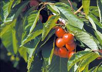 Cherry checkoff nixed by 3-1 margin