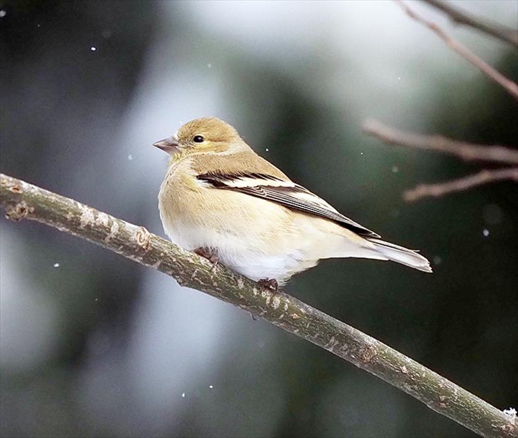 Goldfinch