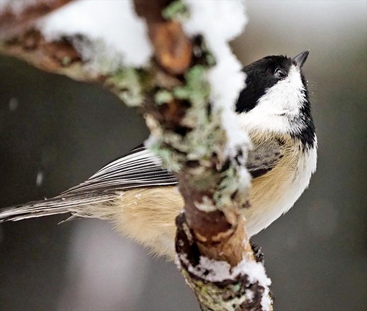 The black-capped chickadee uses tree limbs to hammer open seeds.