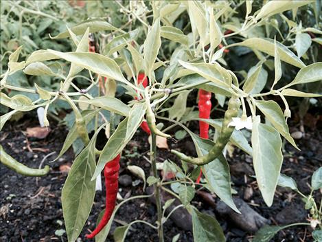 Years ago, people grew more sweet peppers than hot, but now hot peppers are very popular here in the northern Rocky Mountain and plains region.