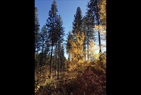 Many things can be done in our everyday lives to limit increases in CO2 emissions.
