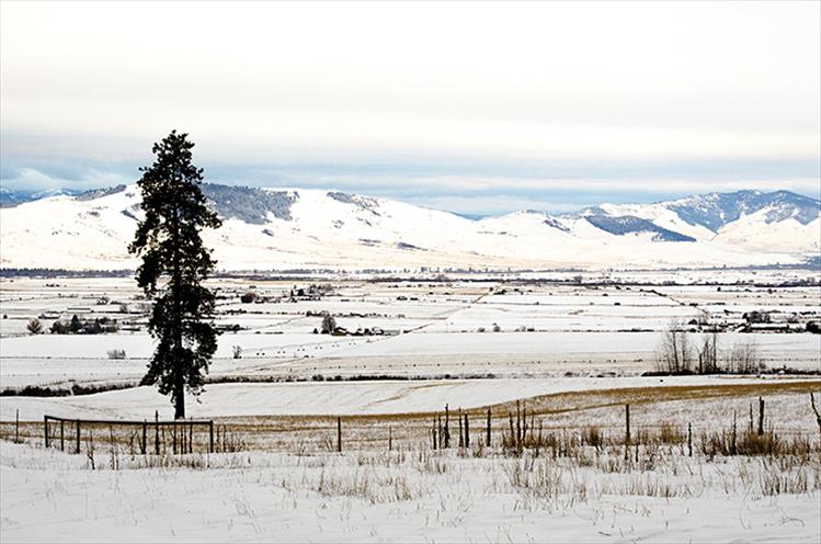 Winter pastures