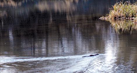 A muskrat swims towards some shoots. It might be one of the only creatures in Western Montana not to care about the water rights compact.