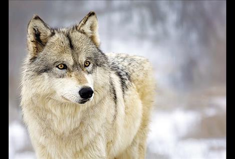 Valley Journal: Rare wolf sighting trees teenager