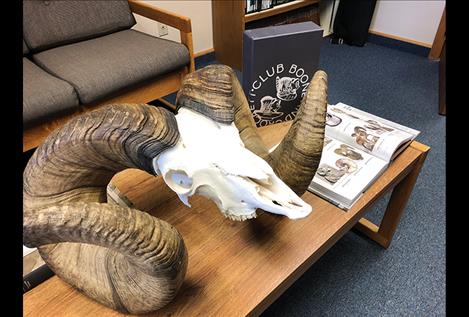 The pending world-record ram skull and horns received an official entry score of 216-3/8 points Boone & Crockett.