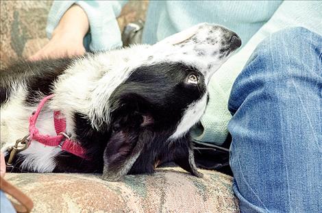 A dog at the shelter plays with  a visitor.