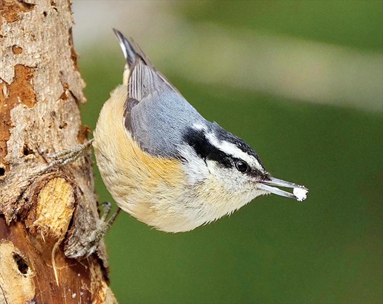 Red breasted nuthatch