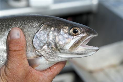 A CSKT fisheries technician holds a soon-to-be tagged lake trout. The CSKT  estimate lake trout populations in Flathead Lake at around 1 million.