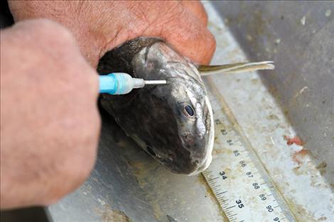 CSKT fisheries technician Rich Folsom gently inserts a new pit tag into a lake trout. Between 20 and 30 trout are tagged and released each outing. 