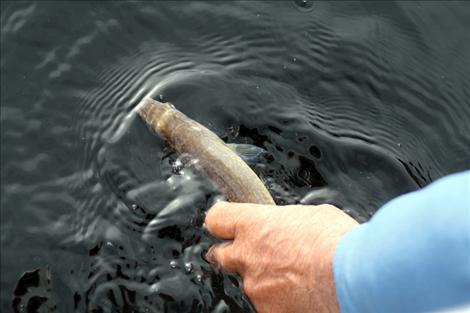 Unharmed and lively as ever, a newly-tagged lake trout is released back into Flathead Lake.